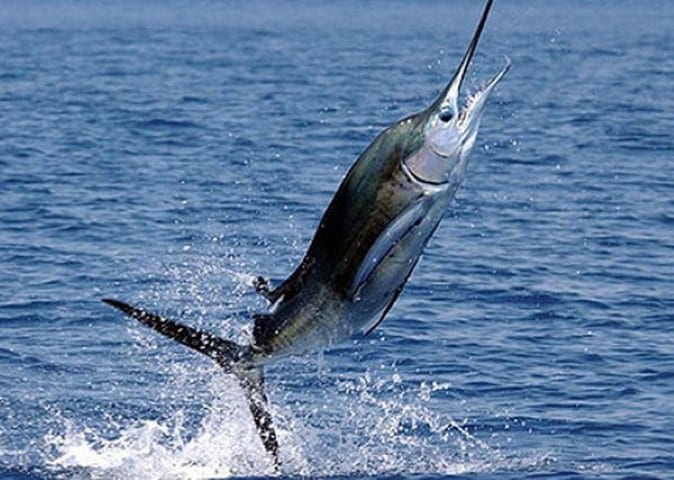 Deep Sea Fishing in Abu Dhabi