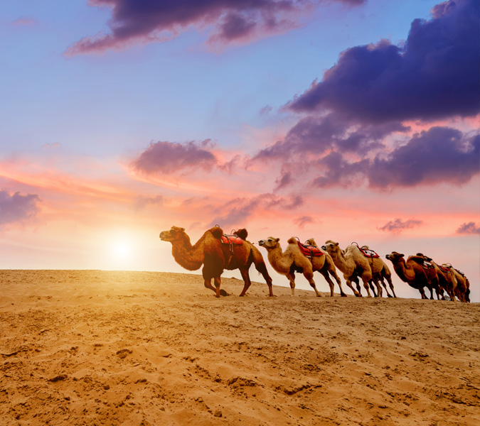 A line of camels walking in the desert at sunrise, against a colorful sky.